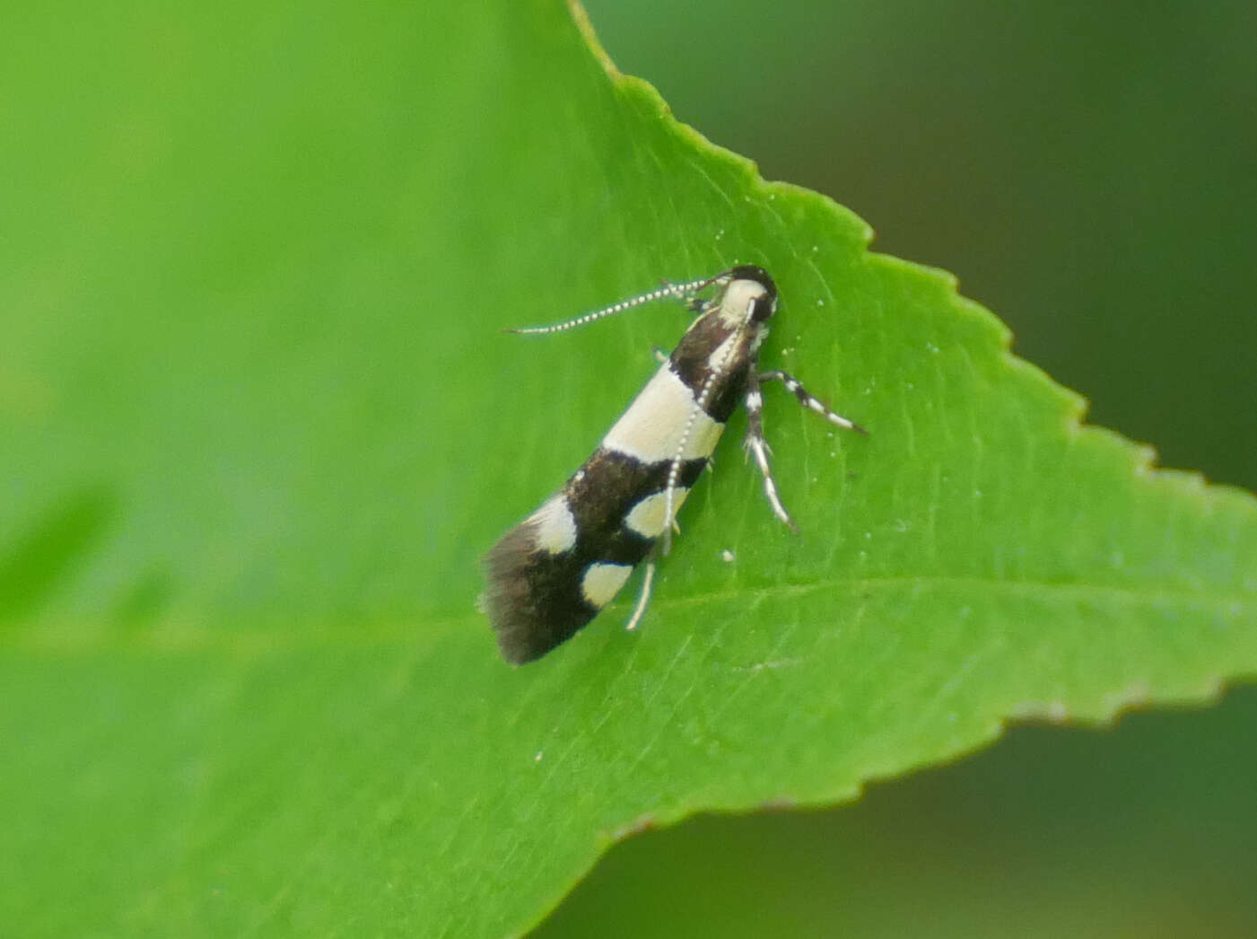 Image of <i>Eratophyes amasiella</i>