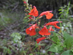 Image of Red sage