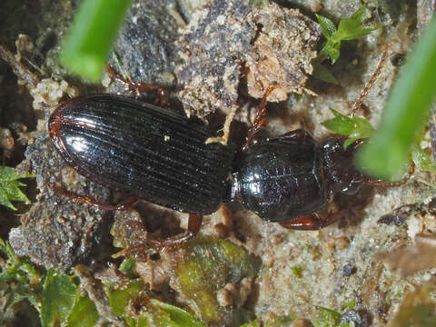 Clivina (Clivina) fossor (Linnaeus 1758)的圖片