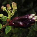 صورة Cavendishia angustifolia Mansfeld.