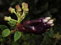 Sivun Cavendishia angustifolia Mansfeld. kuva