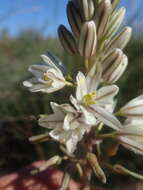 Plancia ëd Drimia fragrans (Jacq.) J. C. Manning & Goldblatt