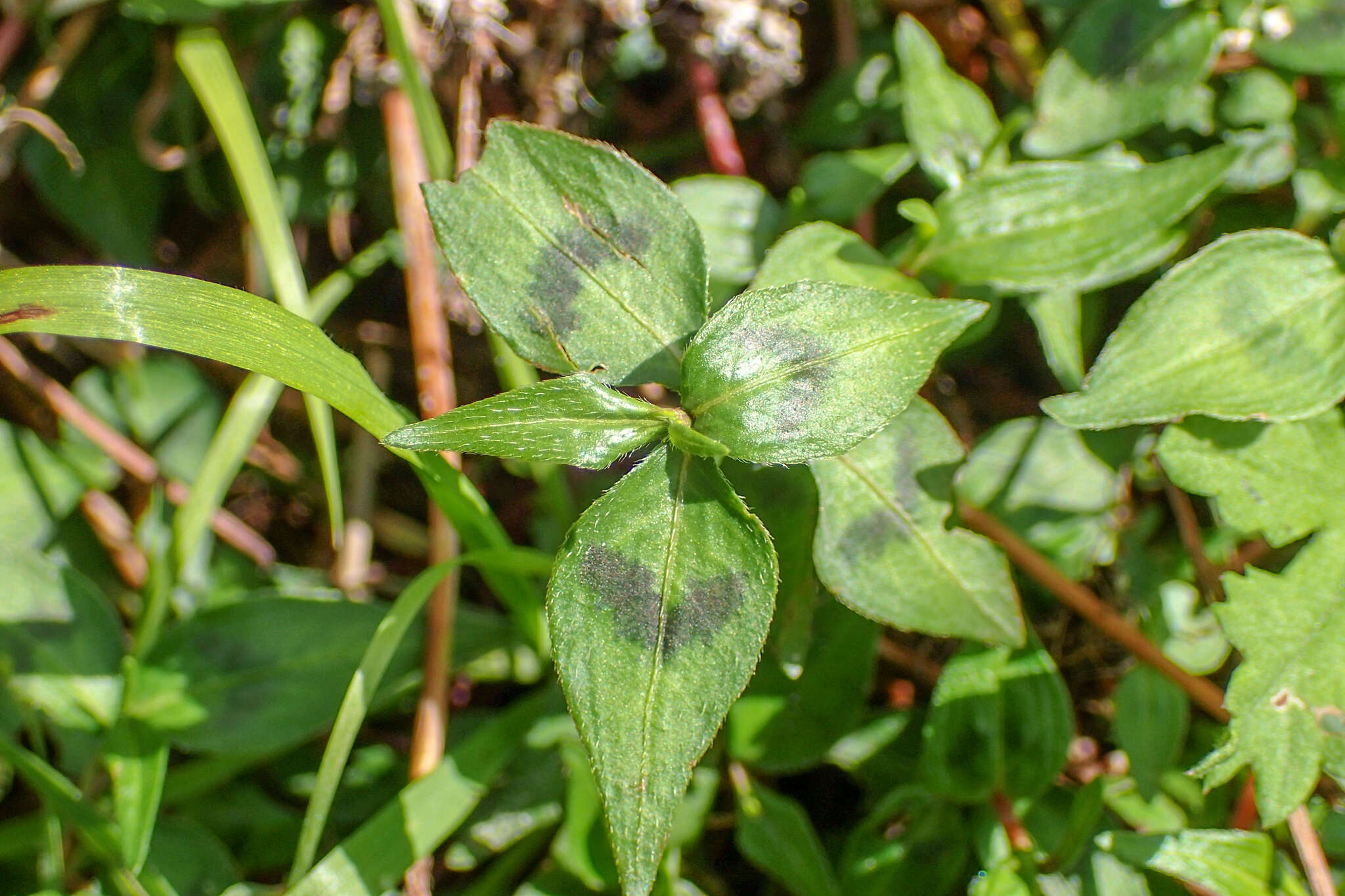 Image of Oriental Lady's-Thumb