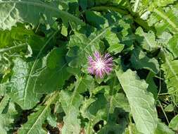 Image of Centaurea seridis L.