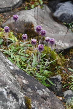 Image of Erigeron eriocalyx (Ledeb.) Vierhapper