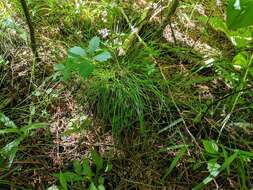 Image of Bristly-stalked sedge