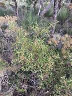 Image of Hakea anadenia Haegi