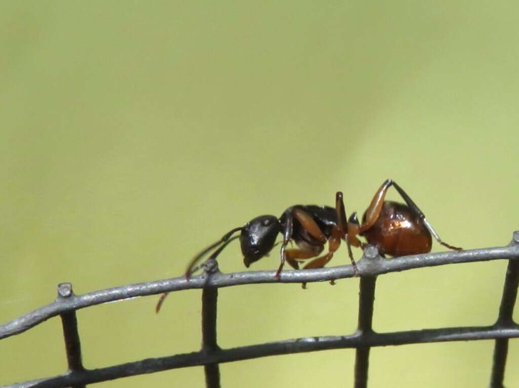 Image de Polyrhachis femorata Smith 1858