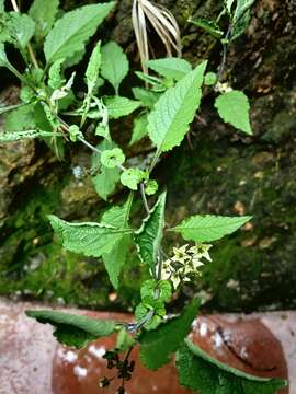 Image of ornamental nightshade