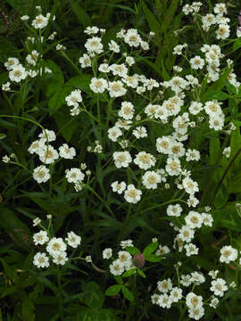 Image of Sneezeweed