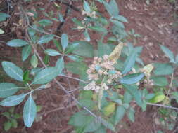 Image of Ageratina glabrata (Kunth) R. King & H. Rob.