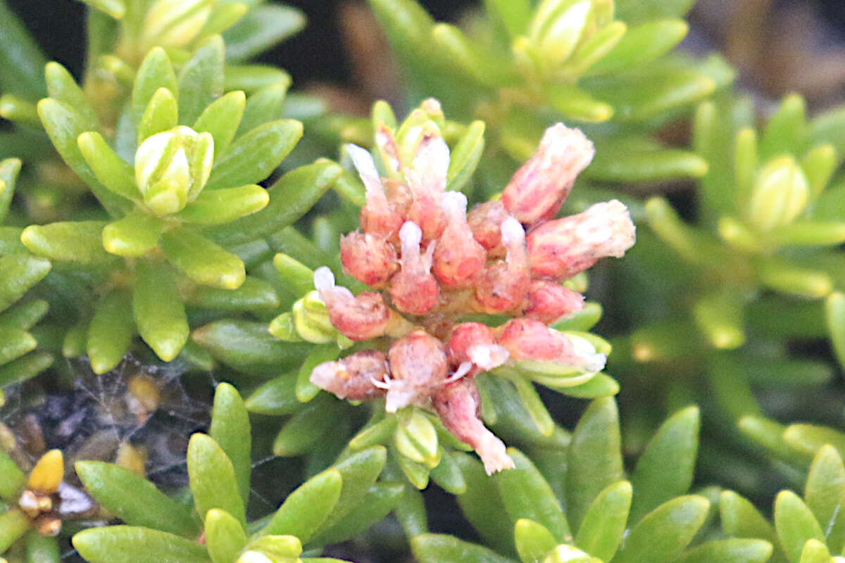 Ozothamnus ledifolius (A. Cunn. ex DC.) Hook. fil. resmi