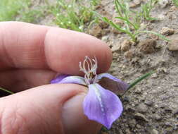 Image of Mastigostyla hoppii R. C. Foster