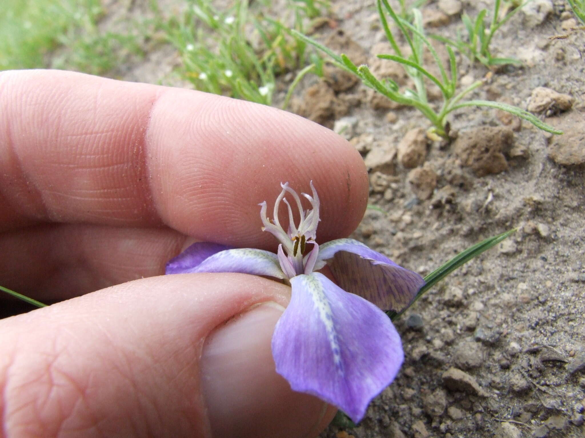 Mastigostyla hoppii R. C. Foster resmi