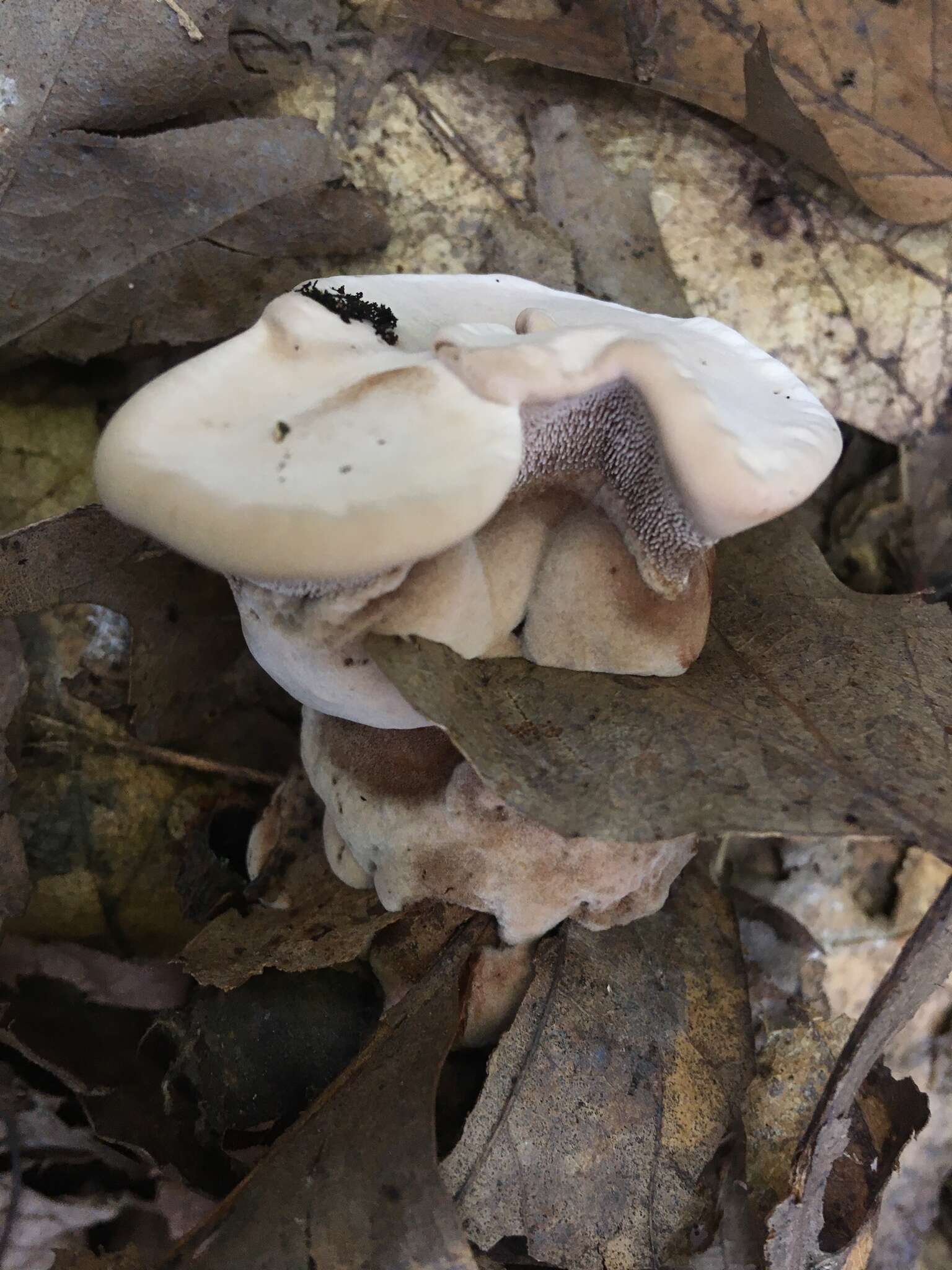 Image of Velvet tooth