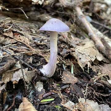 Image of Cortinarius argenteopileatus Nezdojm. 1983