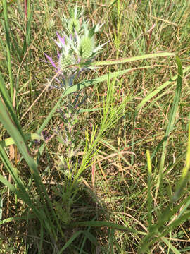 Image of Leavenworth's eryngo