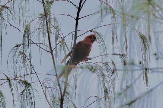 Слика од Pseudeos cardinalis (Gray & GR 1849)