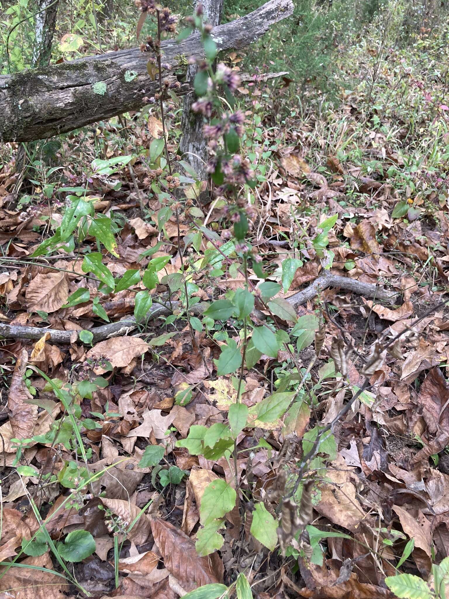 Image of Rayless Mock Goldenrod