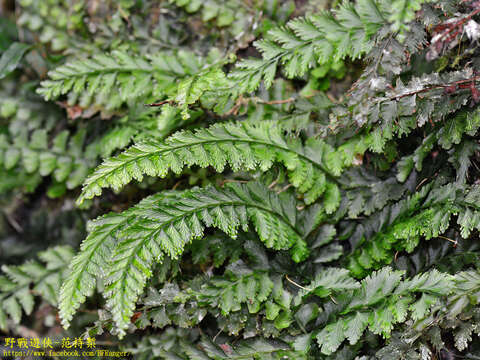 Image de Vandenboschia auriculata (Bl.) Copel.