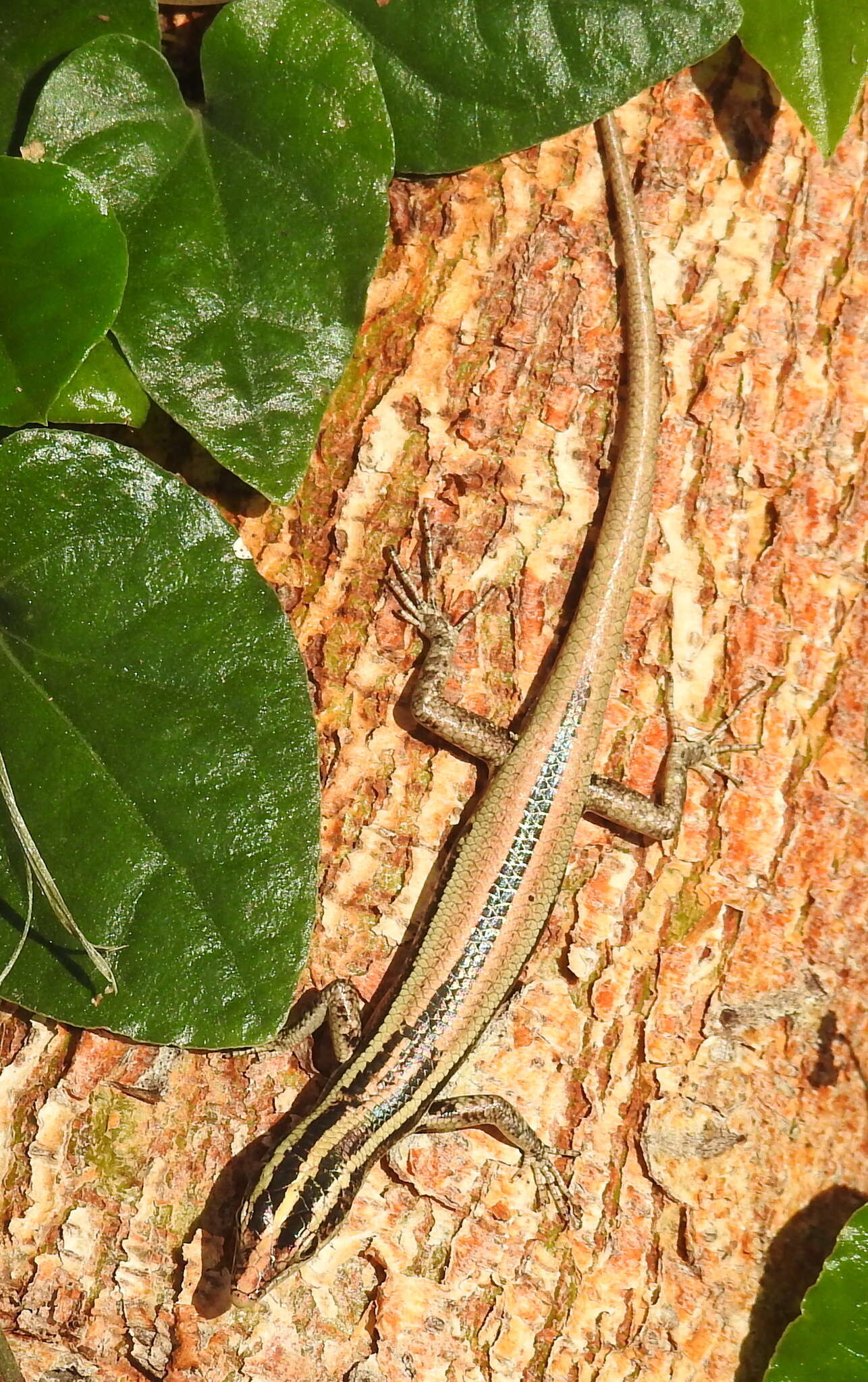 Cryptoblepharus balinensis Barbour 1911 resmi