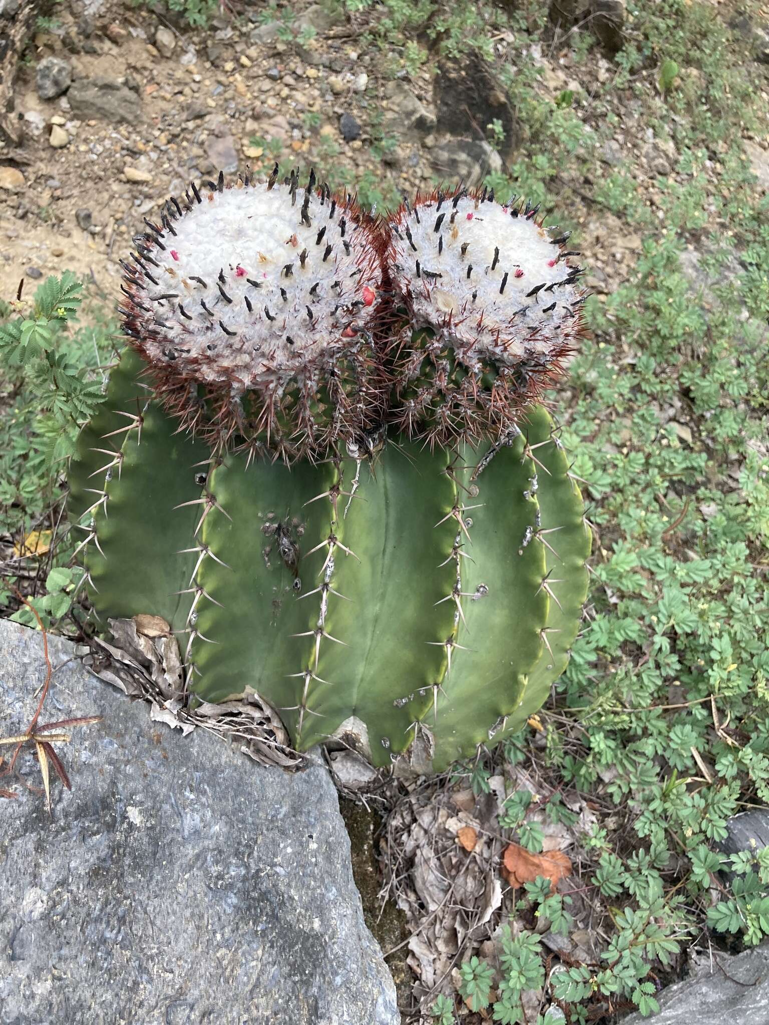 Image of Melocactus andinus R. Gruber ex N. P. Taylor