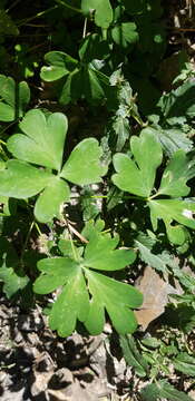 Image of Aquilegia viridiflora Pall.