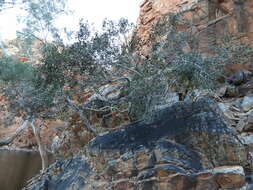 Image of Ficus desertorum