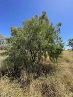 Imagem de Eremophila bignoniiflora (Benth.) F. Muell.