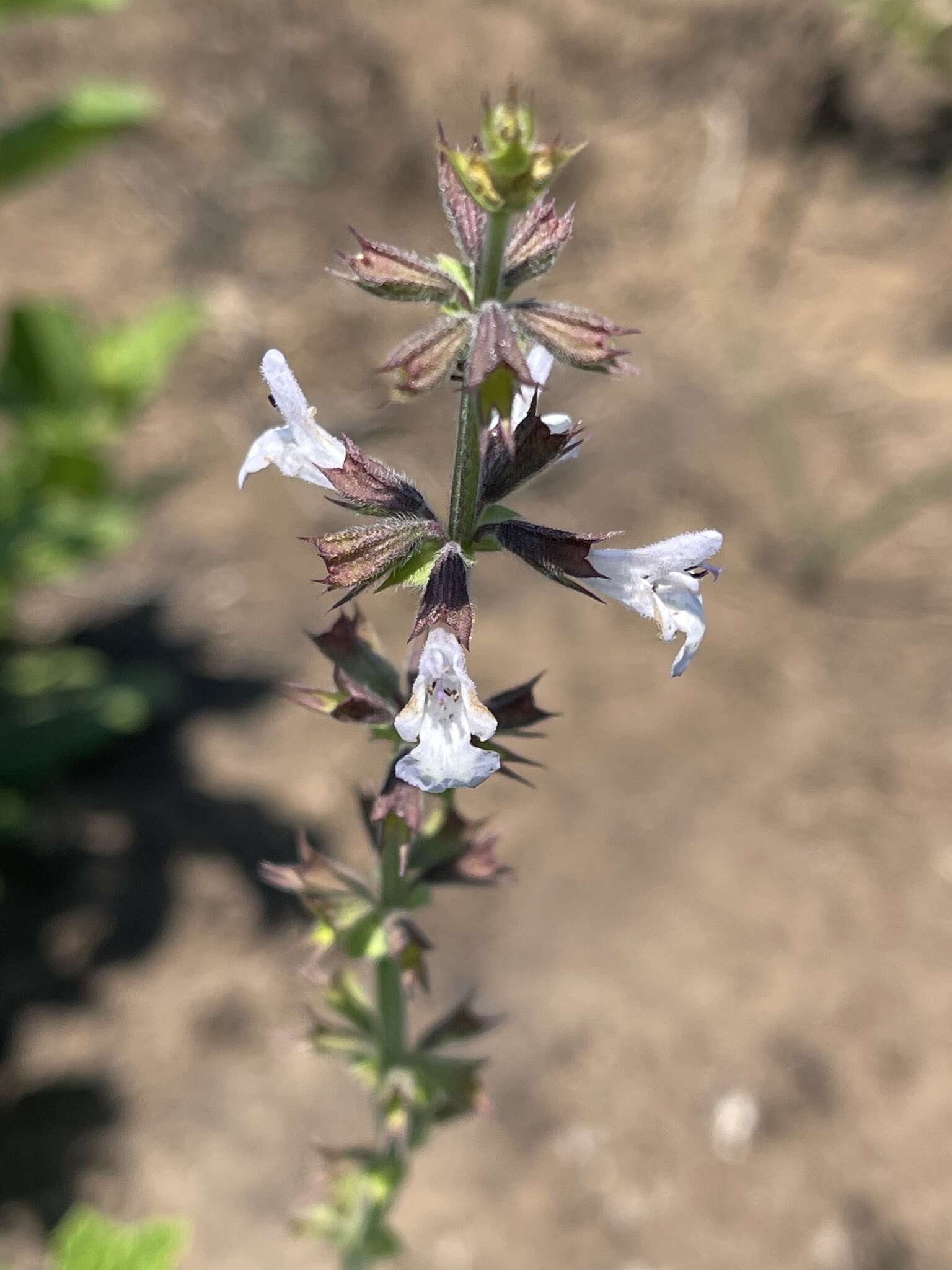 Imagem de Salvia repens var. repens