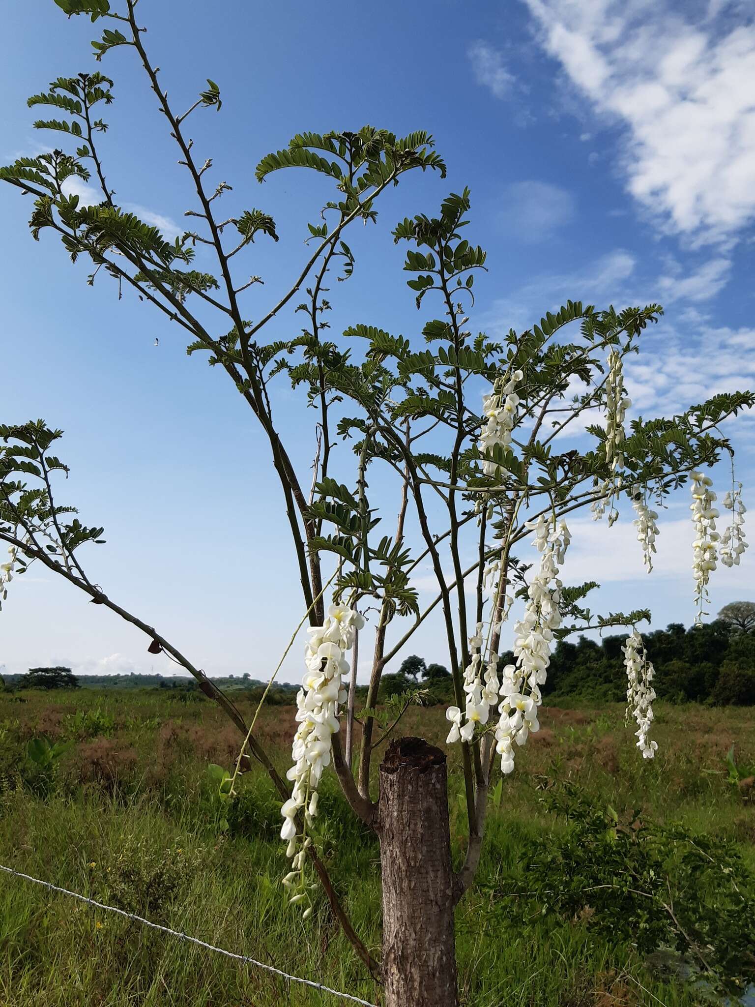 صورة Gliricidia maculata (Humb., Bonpl. & Kunth) Steud.