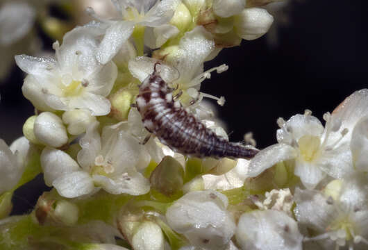 Image of Common green lacewing