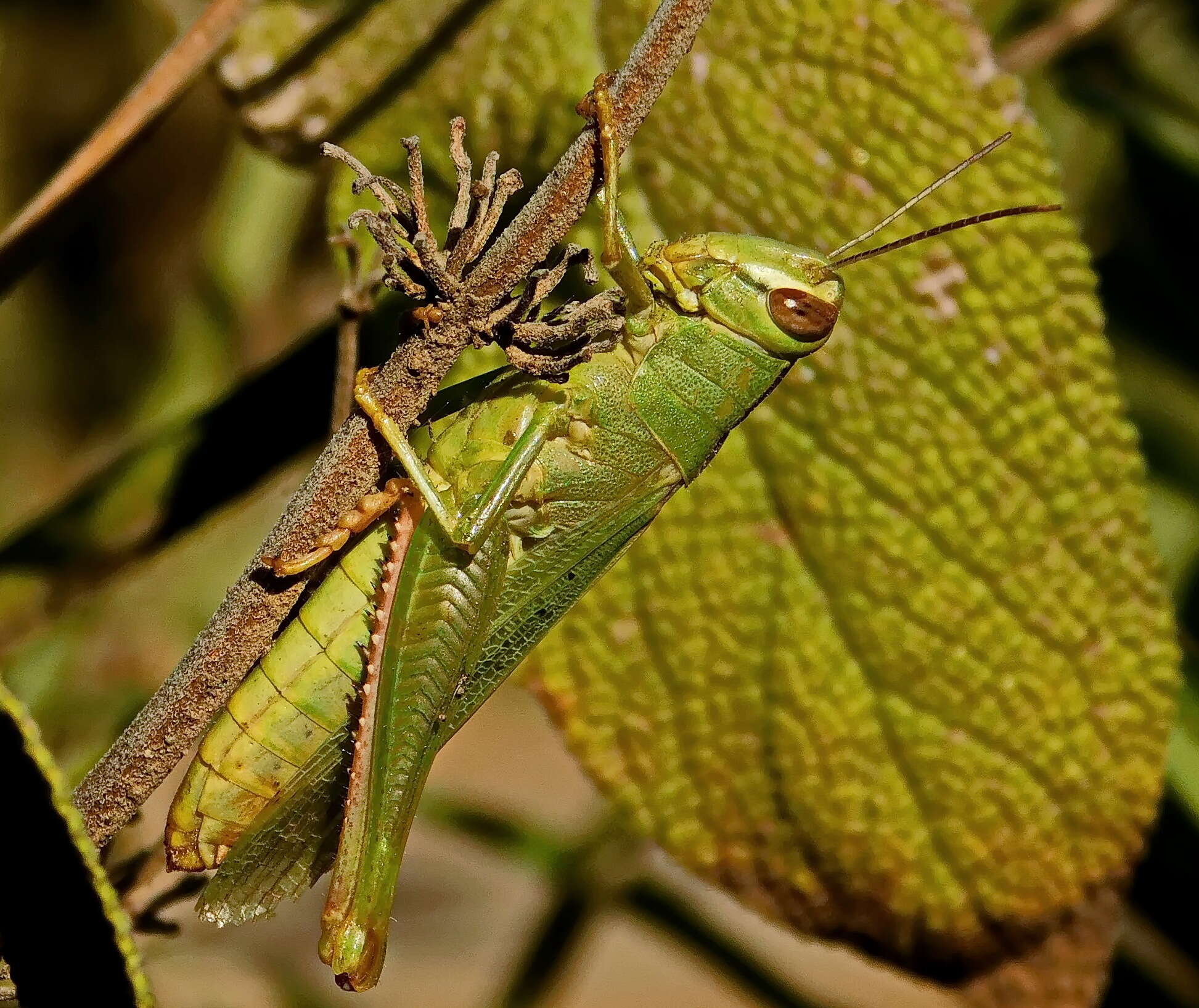 Heteracris pterosticha (Fischer von Waldheim 1833)的圖片