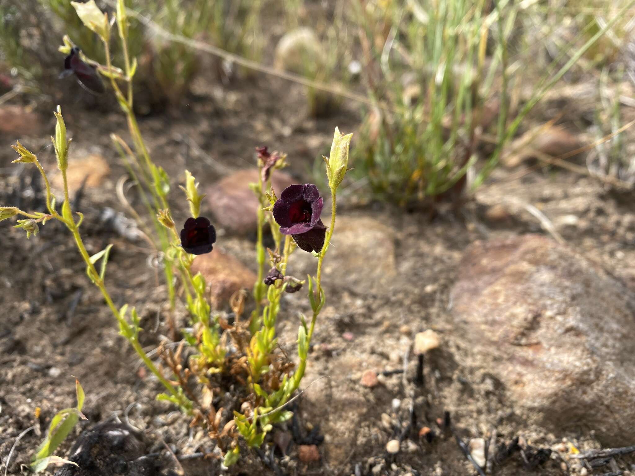 صورة Nemesia bodkinii Bolus