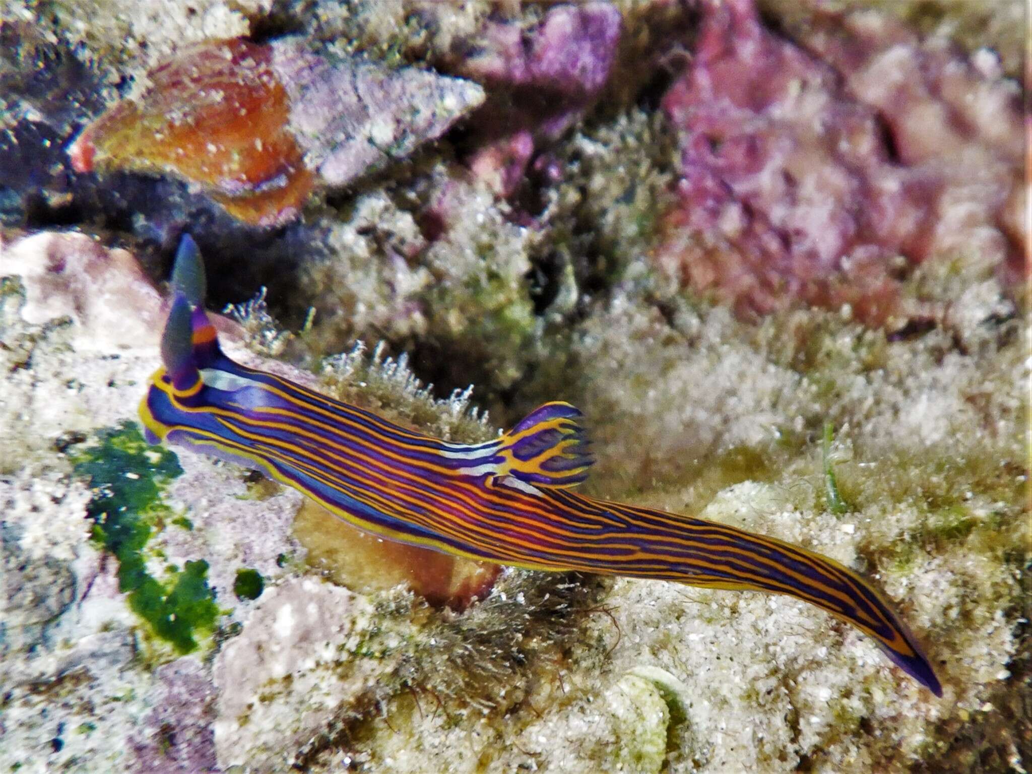 Image of Gold and green lined slug