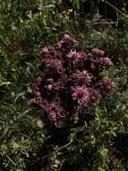 Image of Sempervivum caucasicum Rupr. ex Boiss.