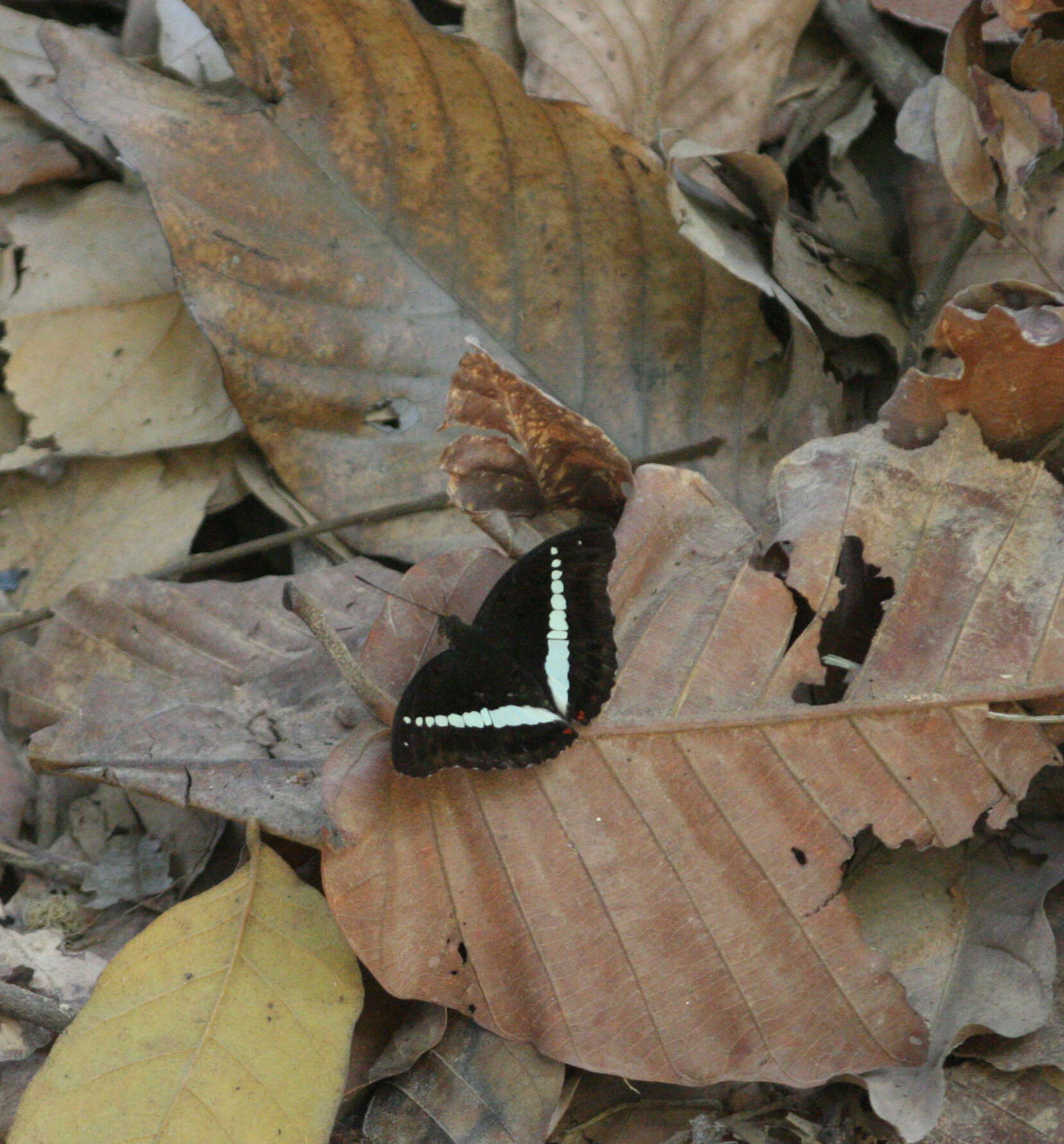 Image of Euthalia recta monilis Moore 1897