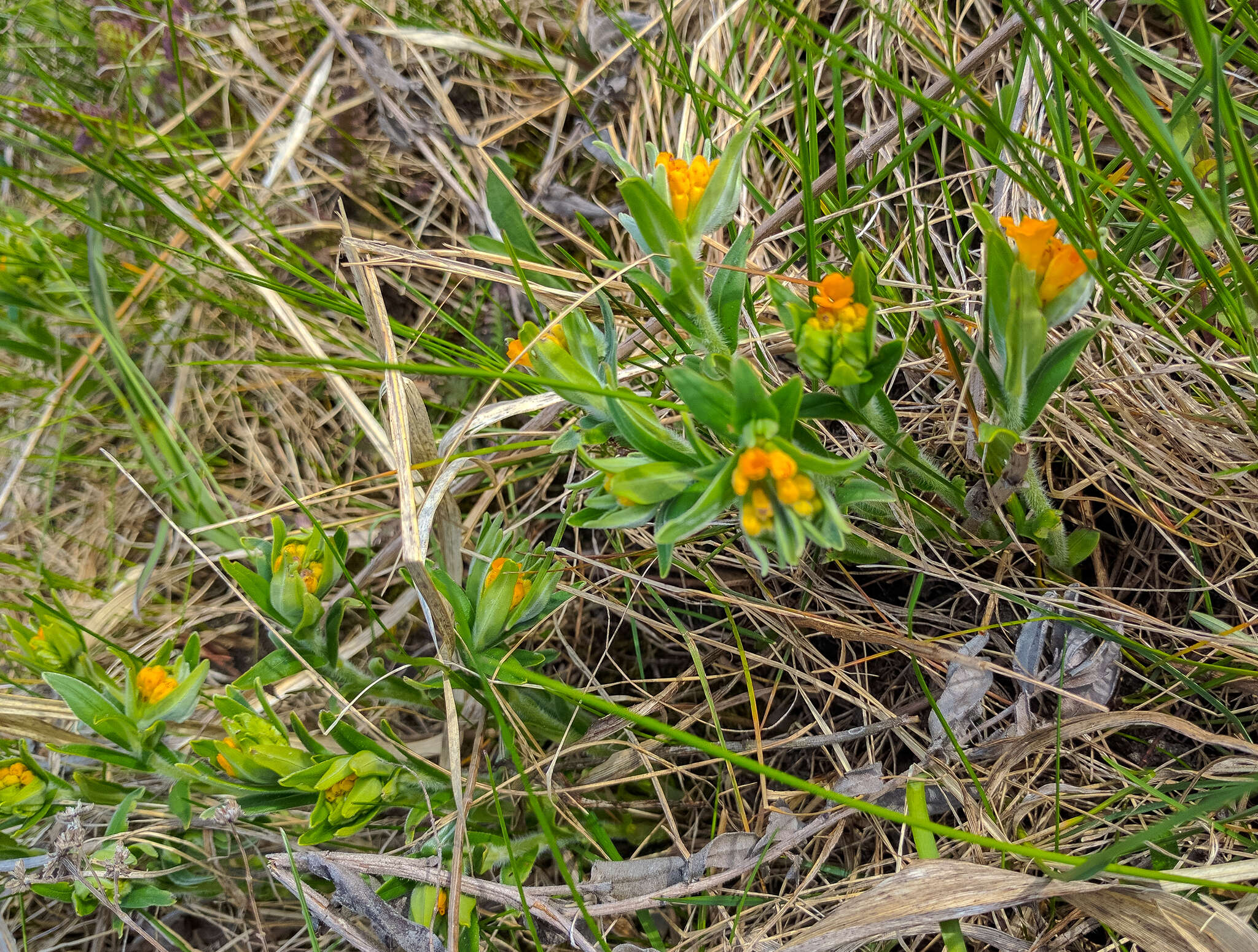 Image of hoary puccoon