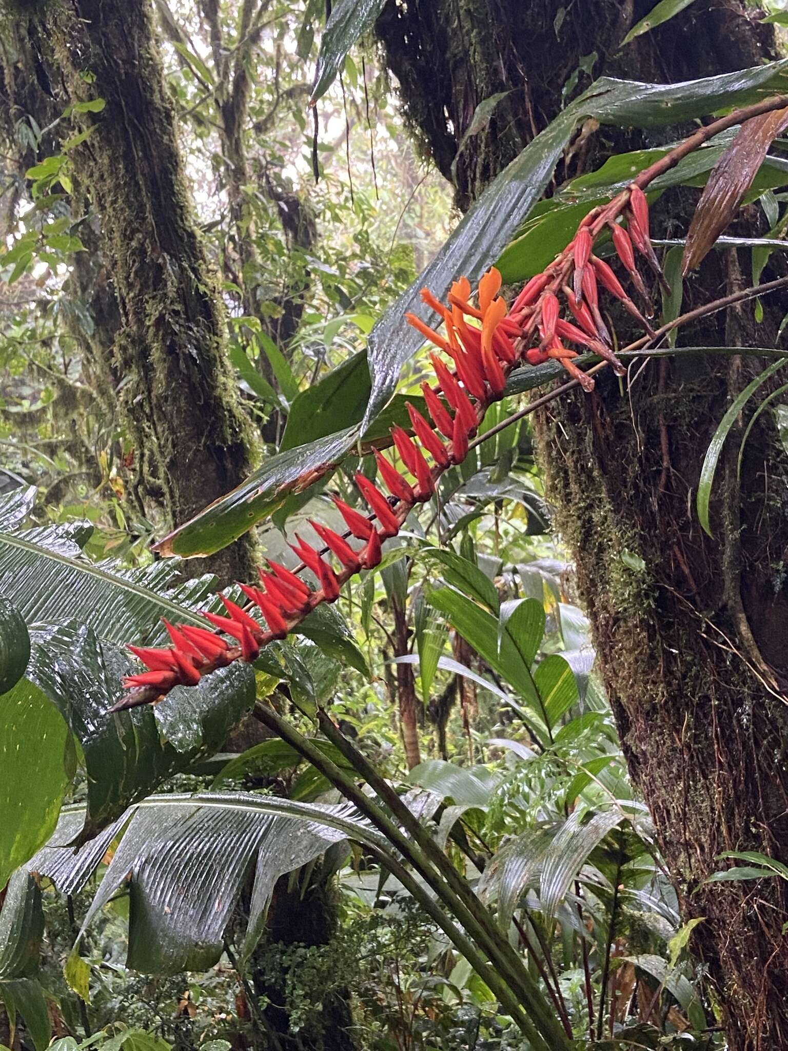 Image of Pitcairnia brittoniana (Mez) Mez