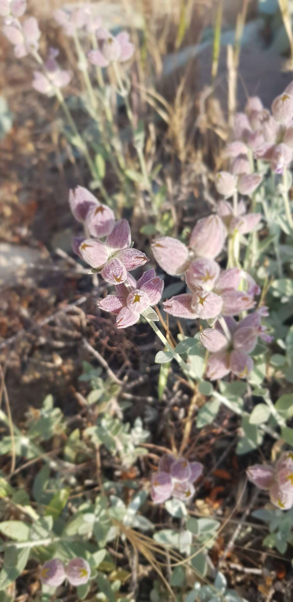 Слика од Stachys inflata Benth.