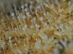 Image of Eleutheromyces subulatus (Tode) Fuckel 1870