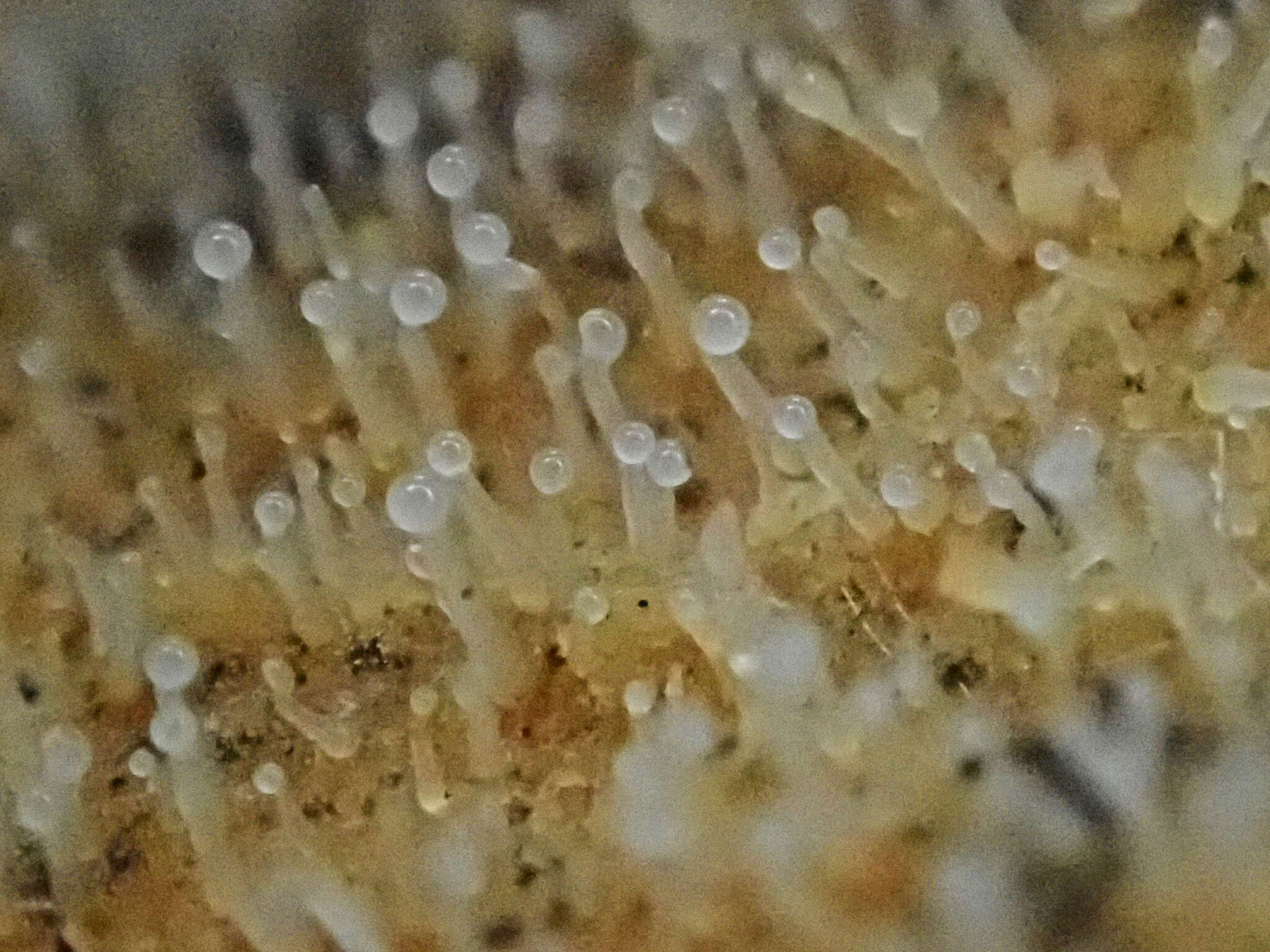 Image of Eleutheromyces subulatus (Tode) Fuckel 1870