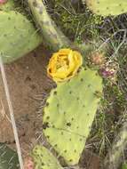 Image of pricklypear