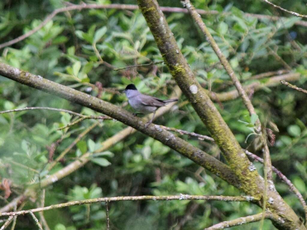 Image of Blackcap