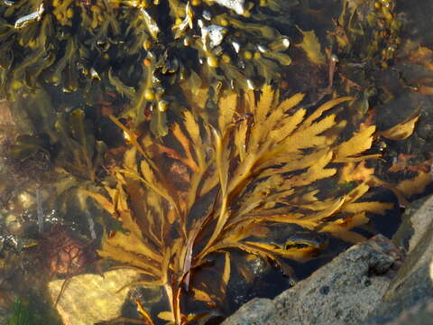 Image of toothed wrack