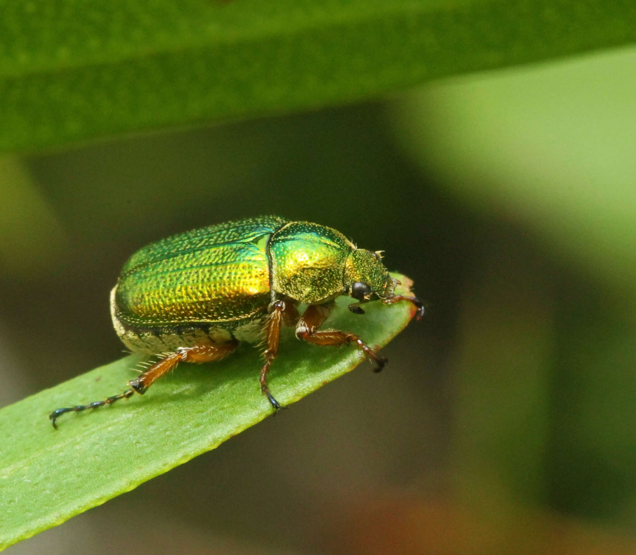 Image of Diphucephala colaspidoides (Gyllenhal 1817)