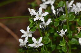 Image of Orianthera serpyllifolia (R. Br.) C. S. P. Foster & B. J. Conn