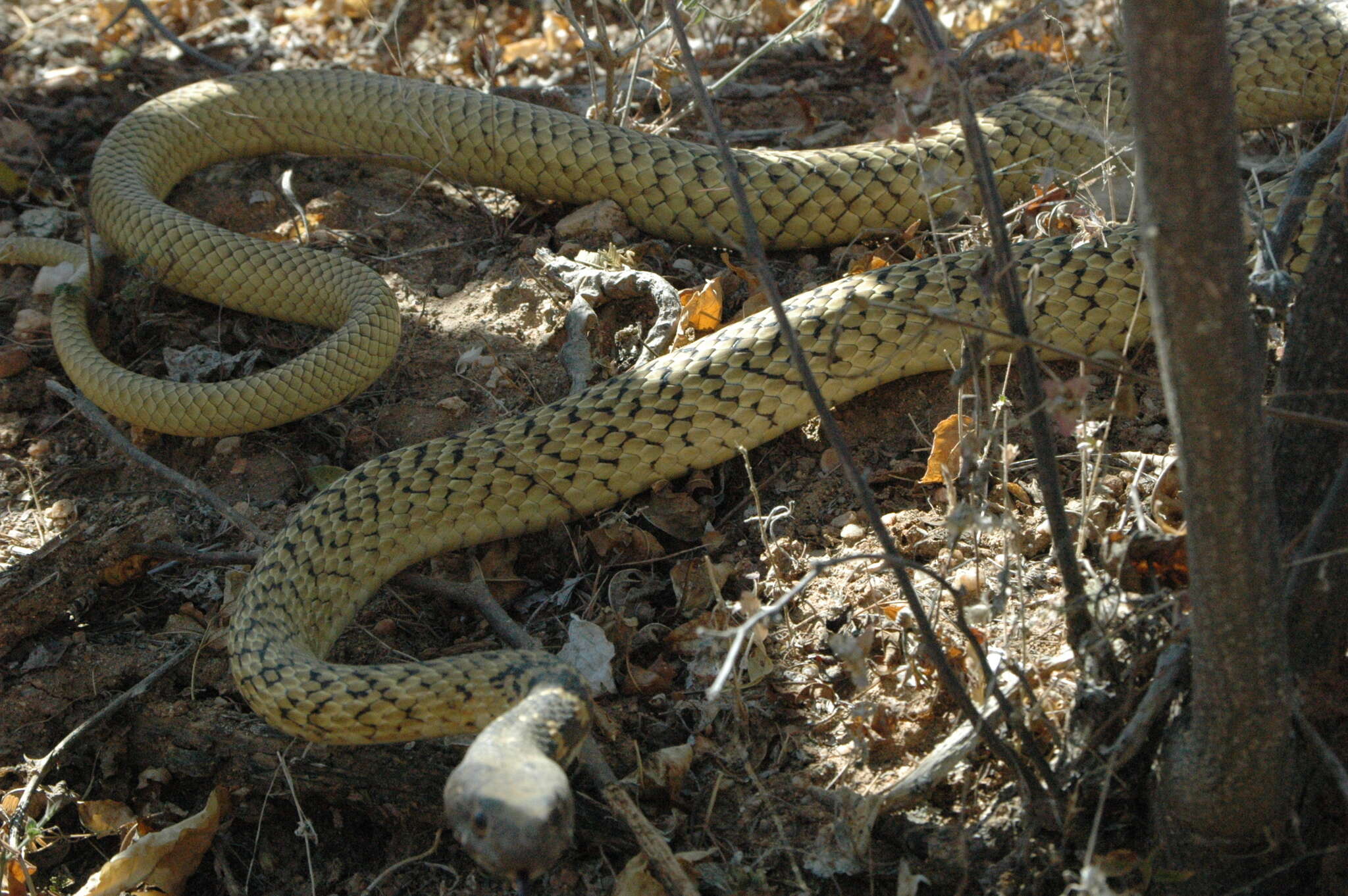 Image of Coluber fuliginosus (Cope 1895)