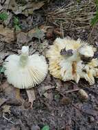 Image of Russula modesta Peck 1907