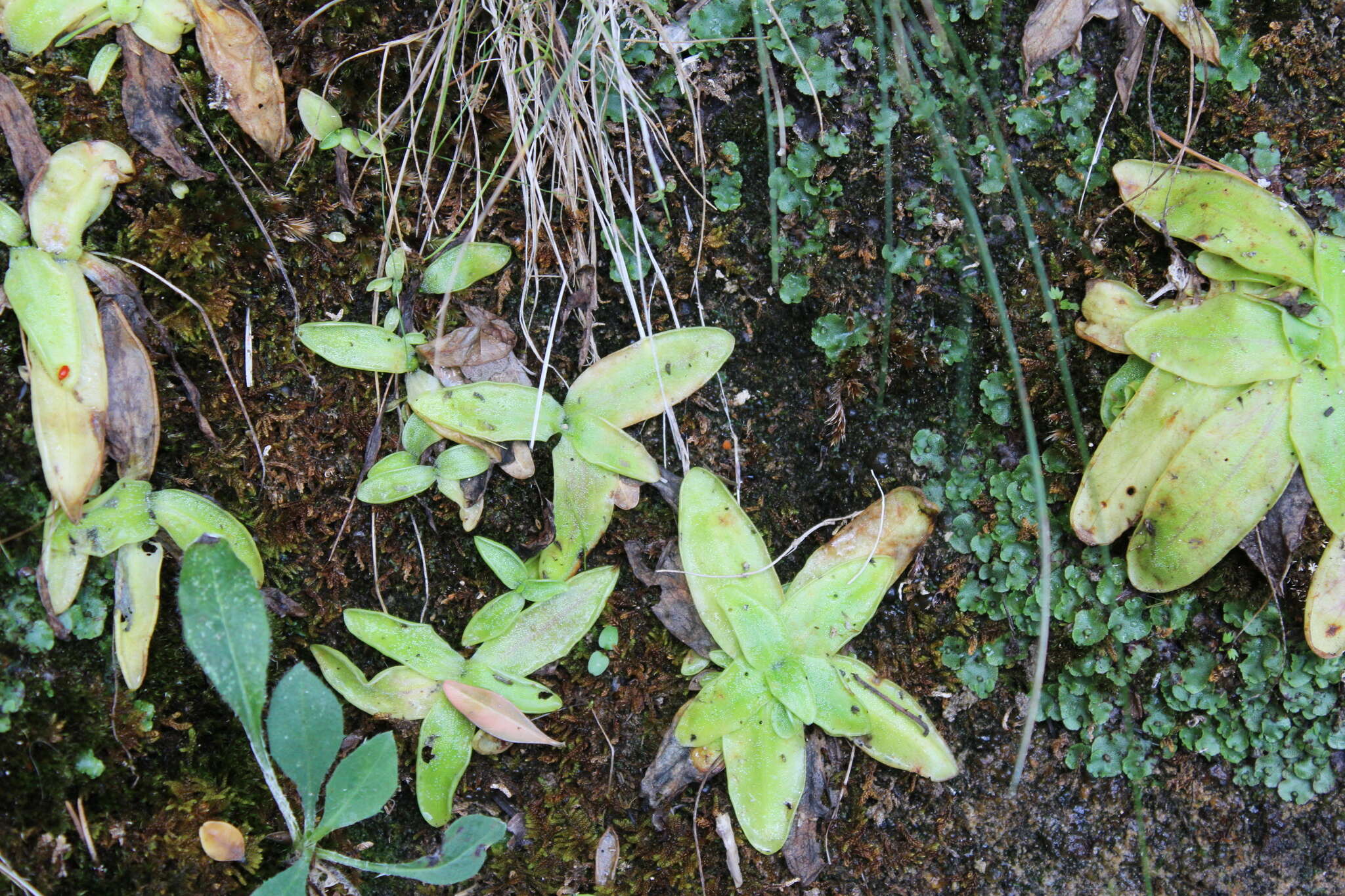 Imagem de Pinguicula dertosensis (Cañig.) G. Mateo Sanz & M. B. Crespo Villalba